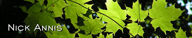 Photo: Light-filtered maples in the Berkshires