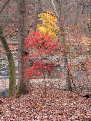 Photo: Rock Creek N.P. in Fall